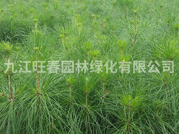 濕地松